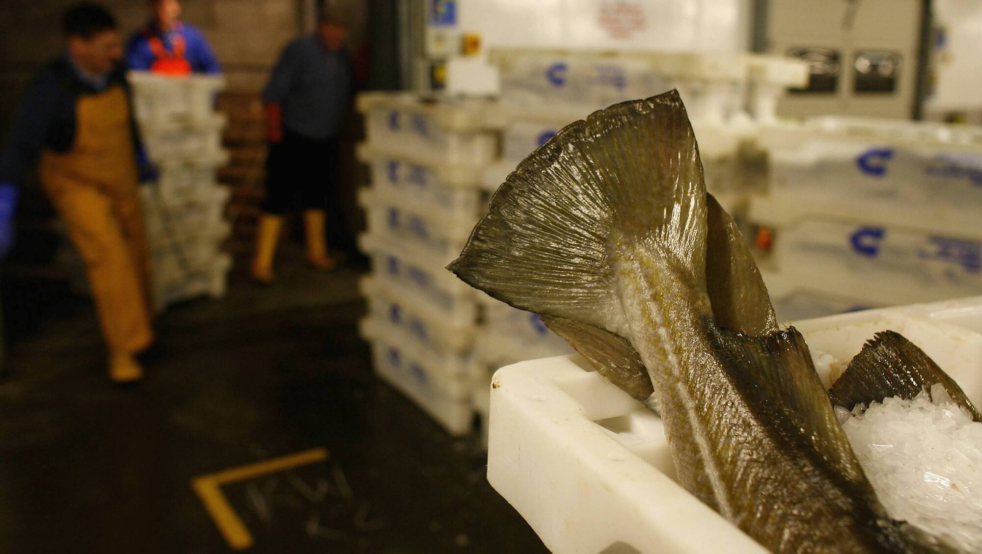 Letters to the Editor: When is a frozen fish not frozen?