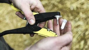 <p>There were about 200 herds with BVD in the country in 2025.</p>