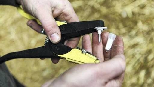 AHI urges farmers to act fast on BVD this spring