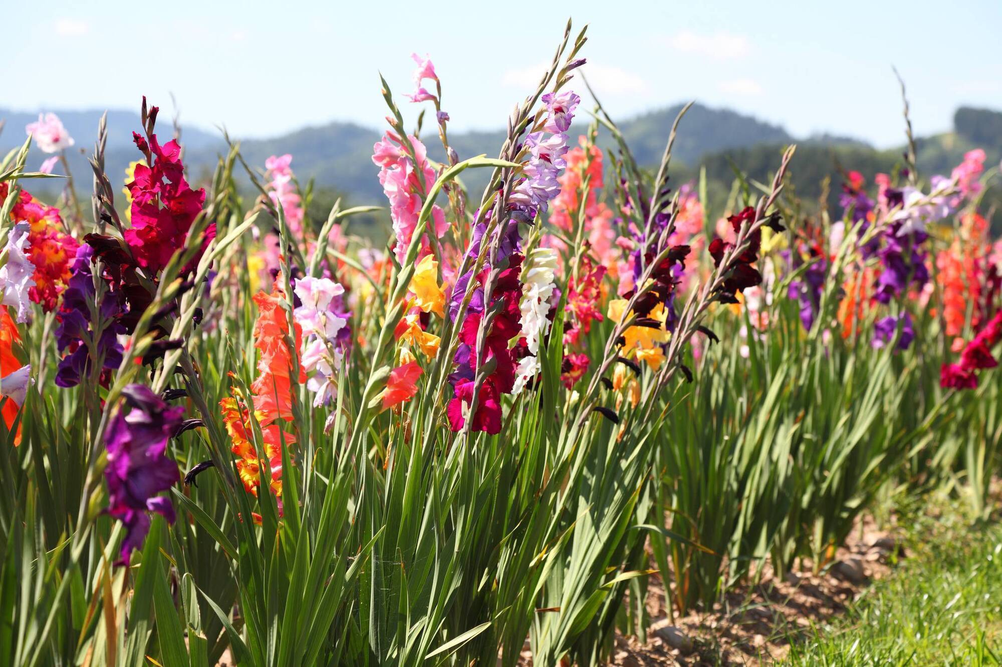 Garden Digest: Events to enjoy your green space in February