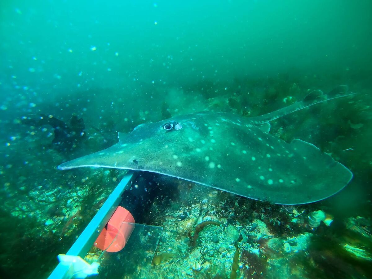 Flapperskate. Picture: Reece Mills QUB Flapperskate. Picture: Reece Mills QUB