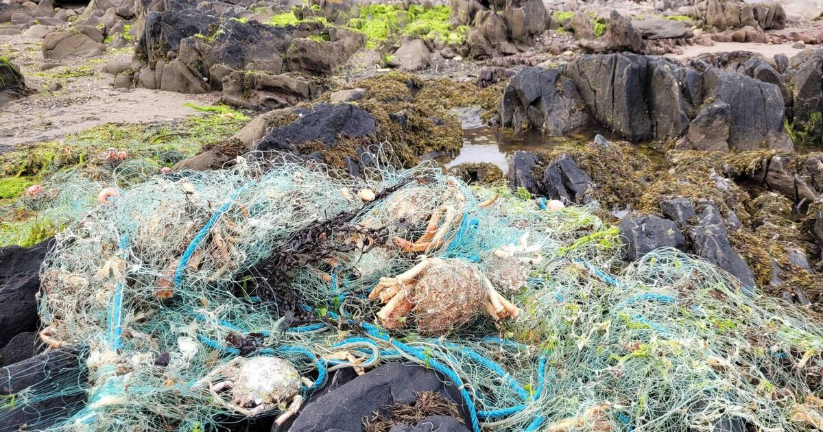 New study on indiscriminate death traps known as tangle nets