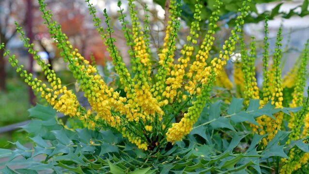 <p>Mahonia bealei, commonly known as leatherleaf mahonia or Berberis bealei or Beale's barberry, is an evergreen shrub with large, leathery leaves. File picture</p>