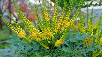Mahonia bealei / Leatherleaf Mahonia / Beale’s barberry / Berberis Bealei