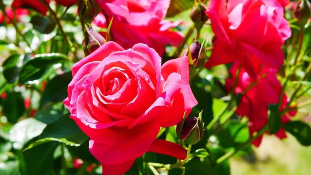 <p>Once roses have dropped their leaves and are fully dormant, they can be moved quite successfully, writes Peter Dowdall.  File picture</p>