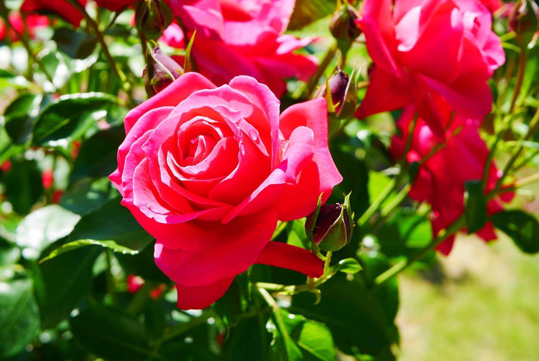 Garden Q&A: Is it too late to move a rose in February?