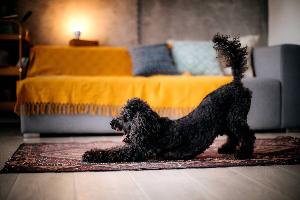 You love them, but every dog will have an accident, drip or bring something ghastly home to the rug or carpet. Enzymatic cleaners hit the problem at its root. File picture