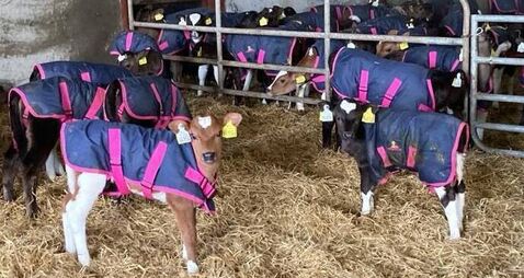 Giving every calf a strong start 