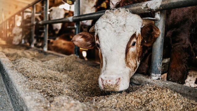 <p>Now is the time to get bulls ready for the breeding season. If you are in doubt, get them fertility tested, advises Brian Reidy.</p>