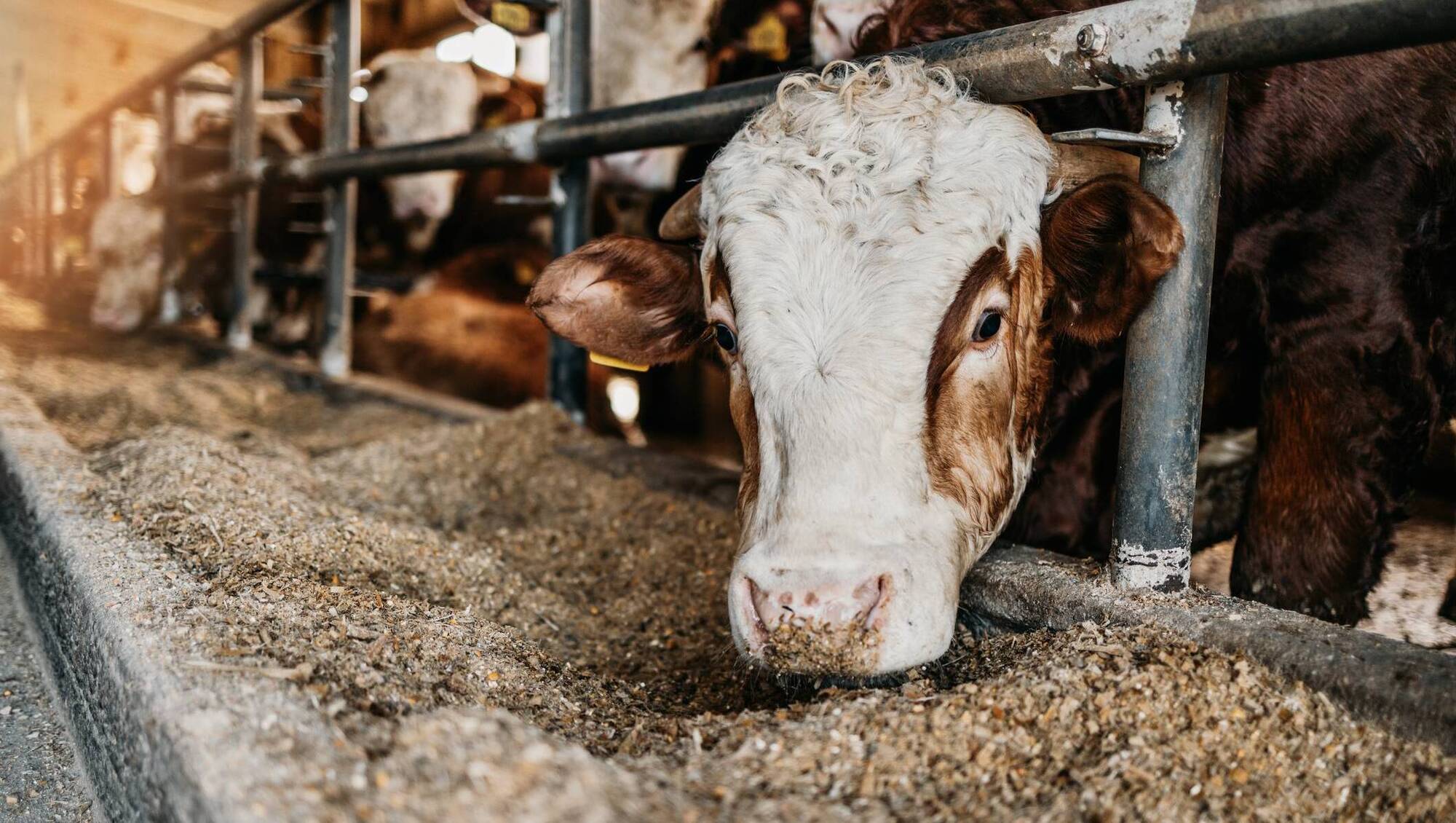 Herd Tasks: Your weekly farming checklist