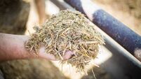 A farmer holding a handful of freshly cut silage, showing the texture and quality of the forage used for livestock feed. Capture