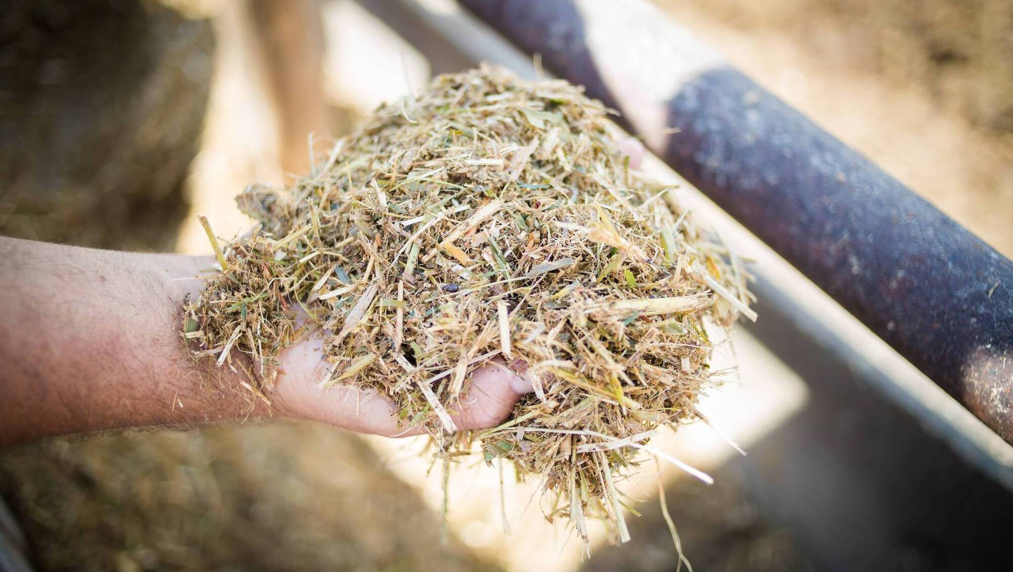 Brian Reidy: Why dry matter intake is key to early lactation performance