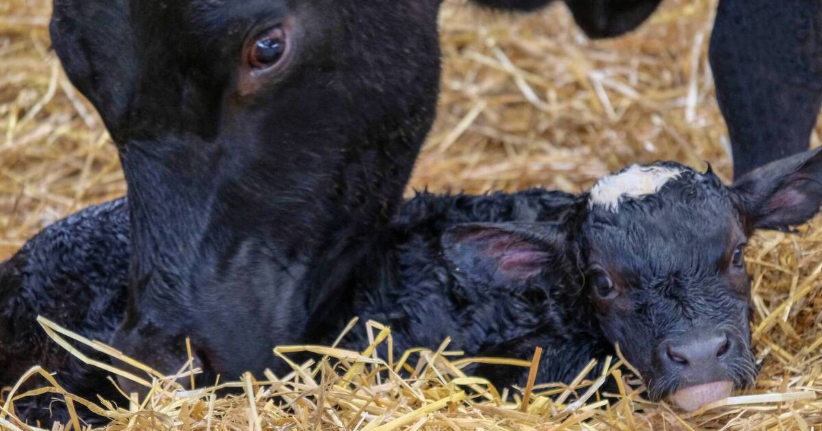 Reducing metabolic risk in transition cows