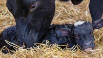 Cow bonding with her newborn calf