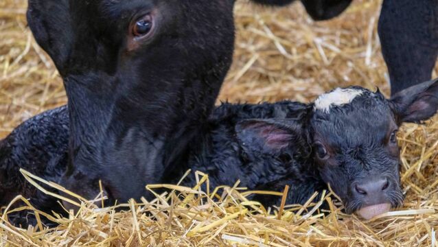 <p>Calcium supplementation in freshly calved cows provides significant benefits during the critical postpartum period.</p>