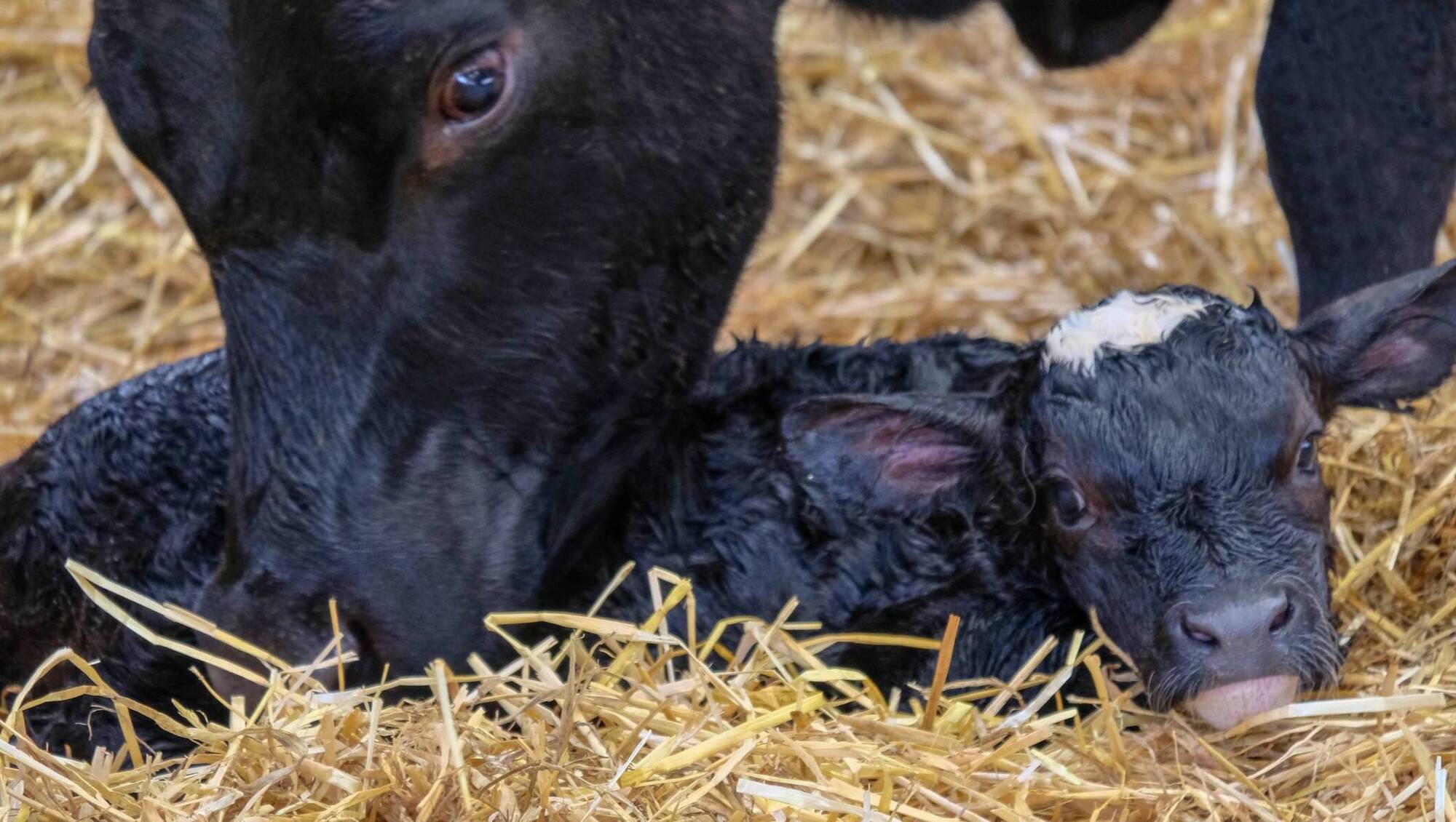 Reducing metabolic risk in transition cows