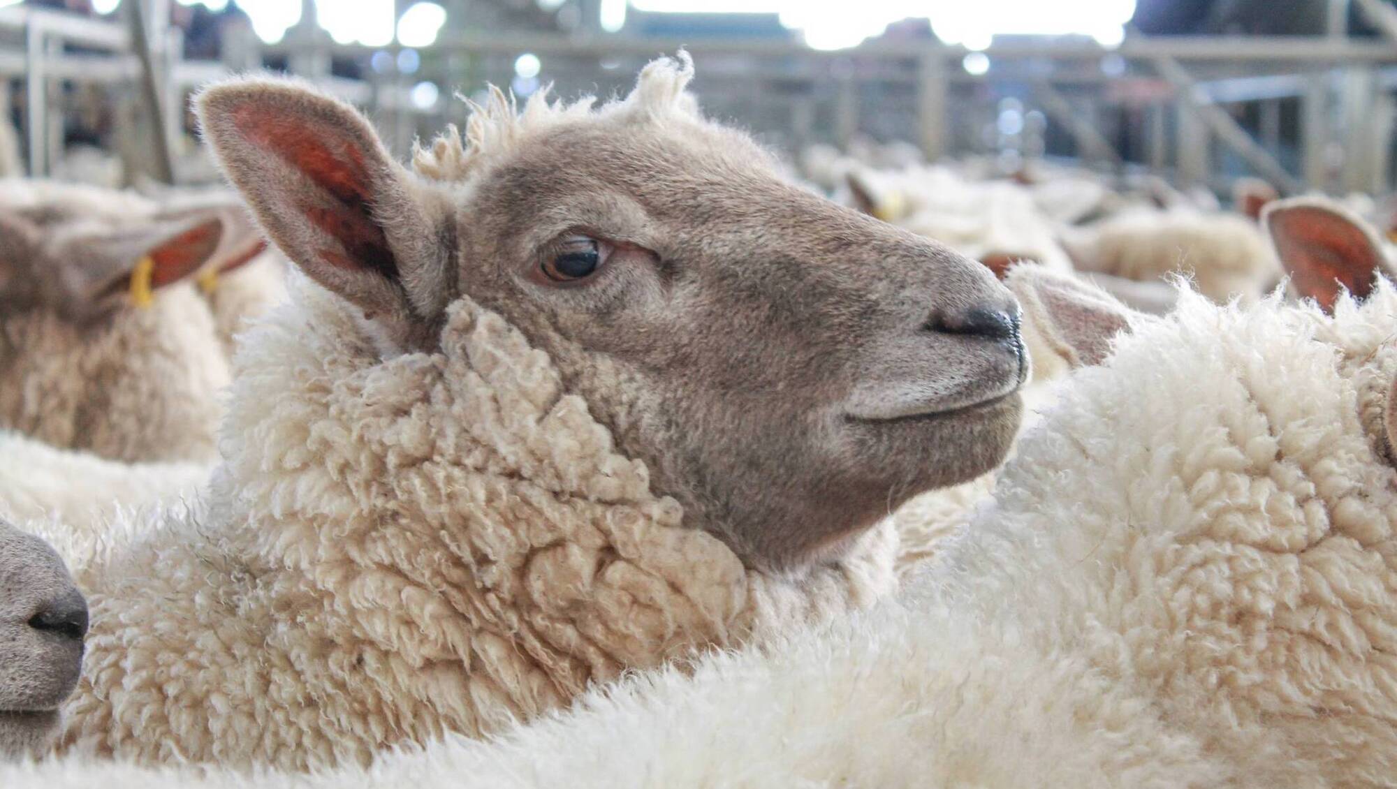 Further factory cuts deepen pressure on hogget prices