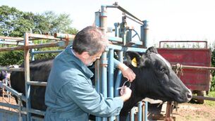 <p>Dairy cows and contract-reared heifers will require a clean test within 30 days before being moved between herds.</p>