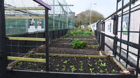 Cork community gardens to be highlighted at national event 