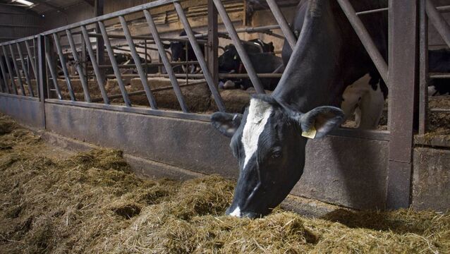 <p>A dairy cow was found to have bird flu antibodies in her milk.</p>