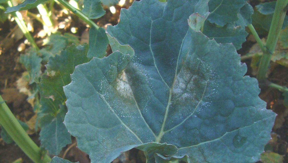 Light leaf spot on leaf