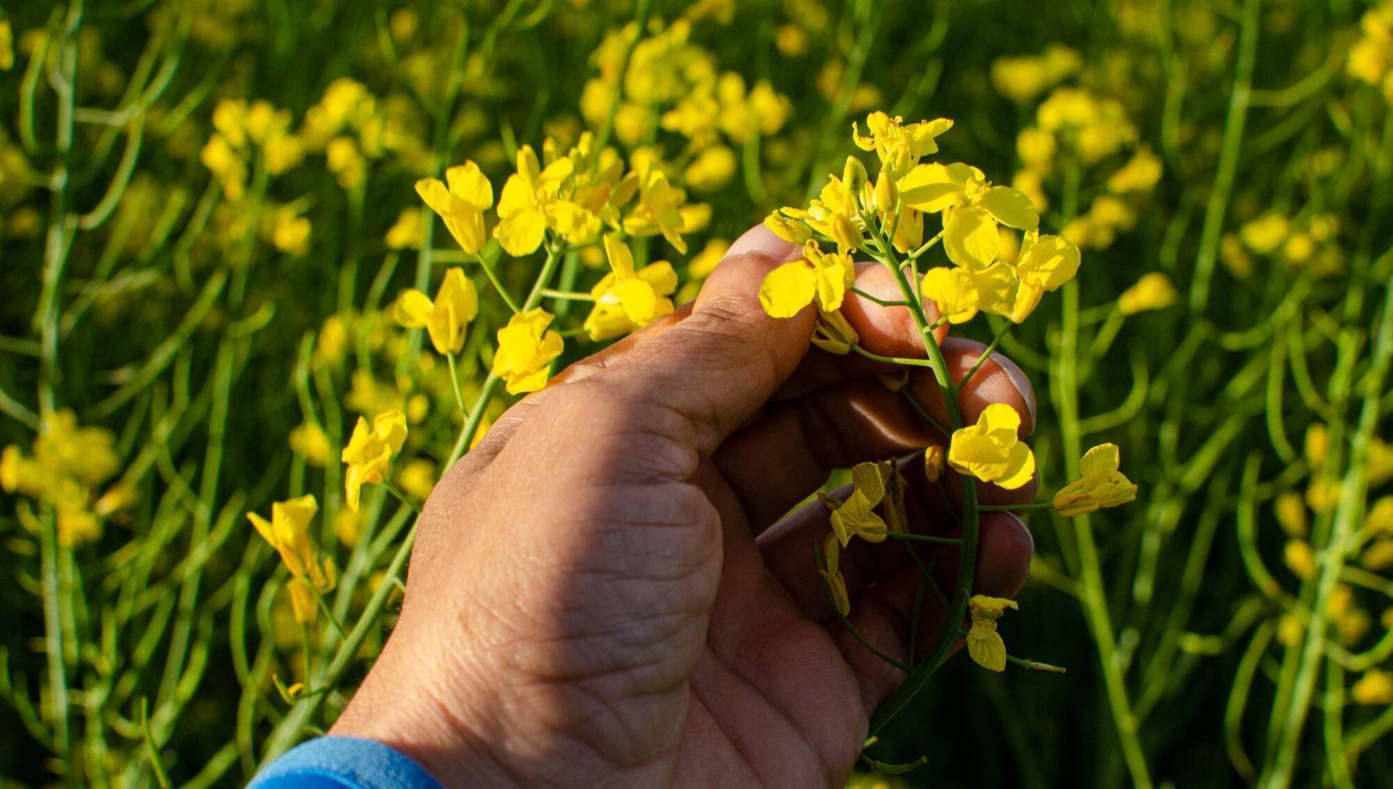 New £2.5m oilseed rape project launched in the UK