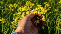 man's hand holding the flower of an oilseed rape plant, spring time concept