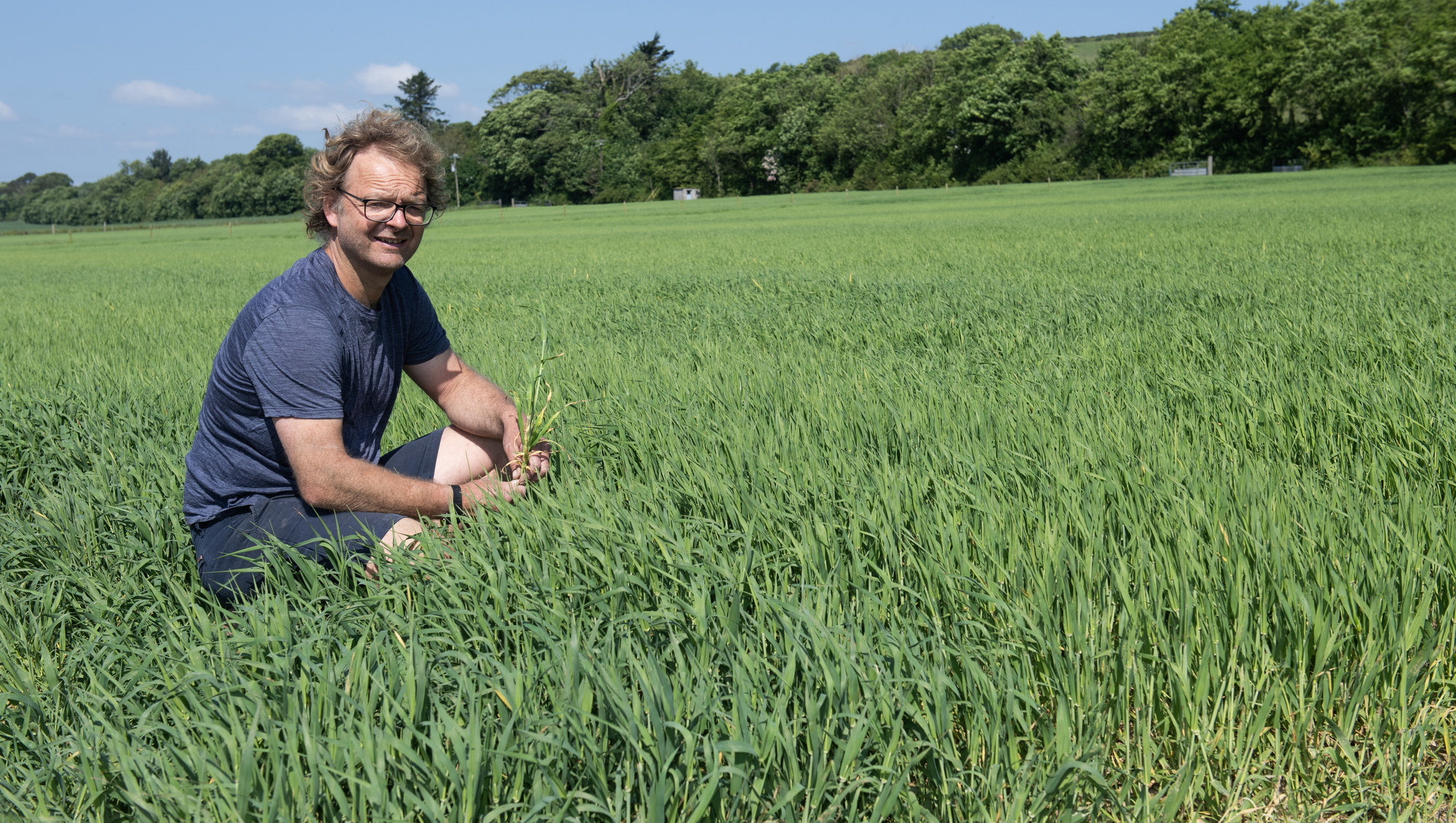 Darren Allen: Reduced cultivations and cover crops delivering gains in wheat establishment trials
