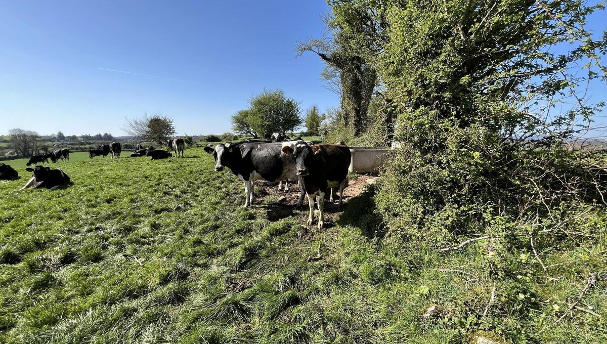 The dairy herd at Burren View Farm at the foothills of the Burren in Crusheen, Co Clare.