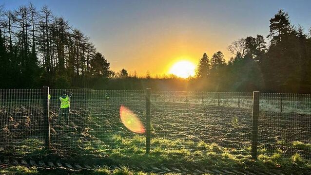 <p>Sunrise on the grounds of Glenstal Abbey in County Limerick, Ireland. Picture: 100 Million Trees Project</p>