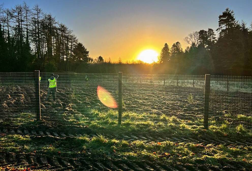 Ambitious tree-planting project targets small, half-forgotten spaces