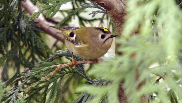 <p>Goldcrests are the national bird of Luxembourg</p>
