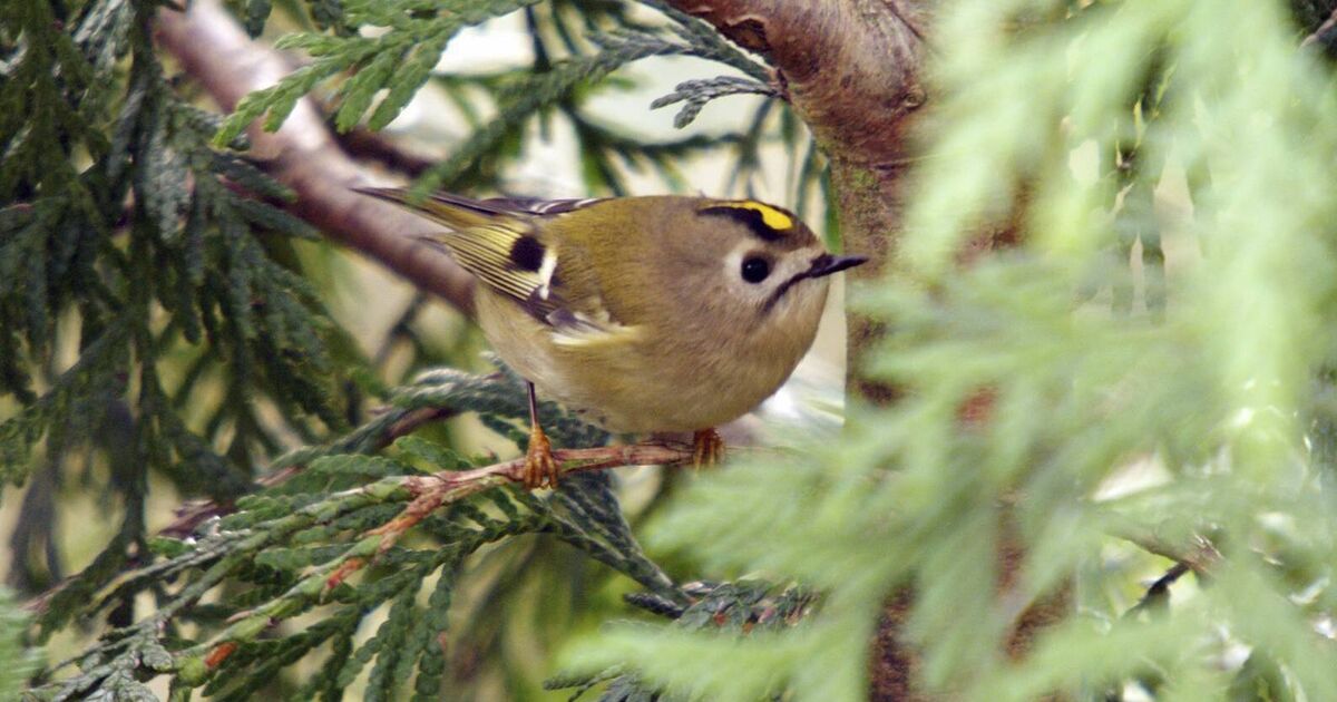 Birds of Ireland: Goldcrest