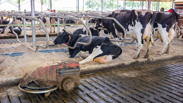 <p>Fresh cows, and heifers in particular, are the most vulnerable and least competitive animals in the milking herd. They tend to avoid situations where they must compete for feed, water or cubicle space, and this avoidance reduces overall intake.</p>