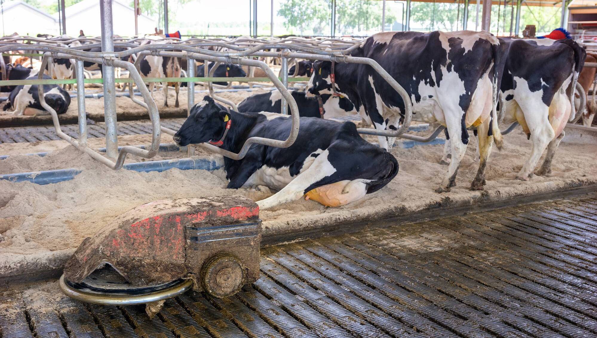 Brian Reidy: Why feed space, water, and cubicles matter for early lactation