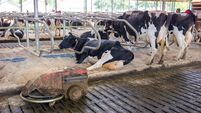 manure robot inside farm full of spotted milk cows in holland