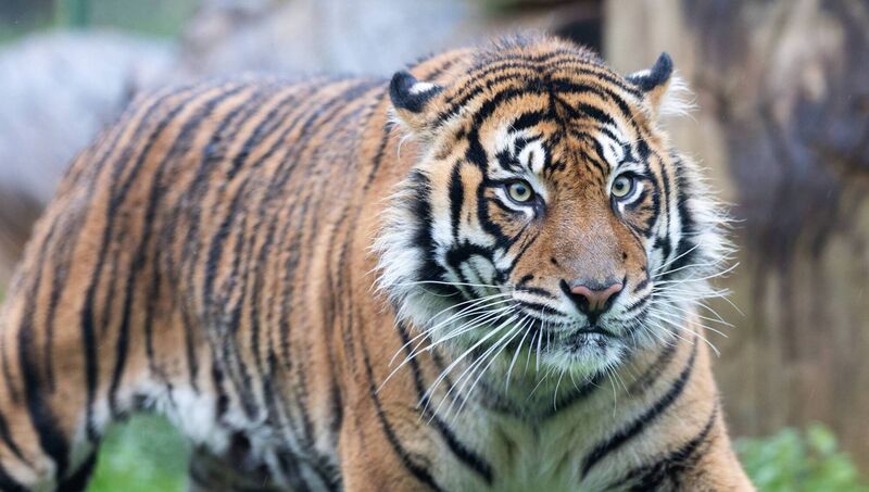 The big cats, like the Sumatran tiger, don't like having their personal space invaded, Siobhán Sweeney tells the 'Irish Examiner'. Picture: Darragh Kane. The big cats, like the Sumatran tiger, don't like having their personal space invaded, Siobhán Sweeney tells the 'Irish Examiner'. Picture: Darragh Kane.