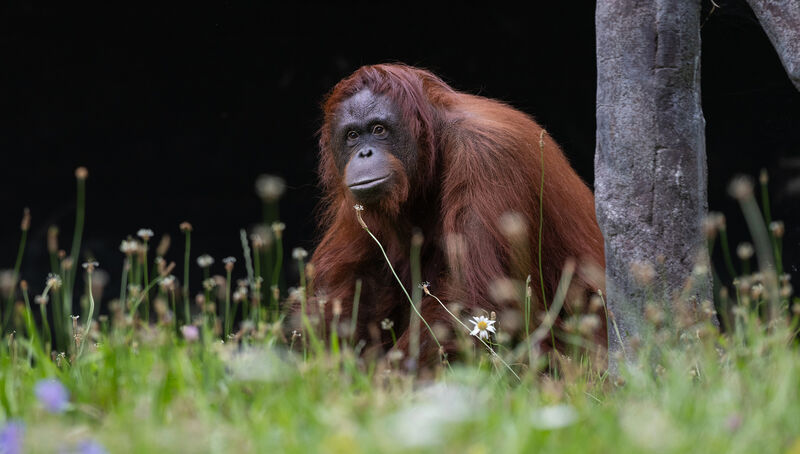 Siobhán Sweeney: 'I remember when one of the orangutans had his finger out of the crate. For whatever reason, they were just exploring their environment.' Picture: Patrick Bolger Photography Siobhán Sweeney: 'I remember when one of the orangutans had his finger out of the crate. For whatever reason, they were just exploring their environment.' Picture: Patrick Bolger Photography