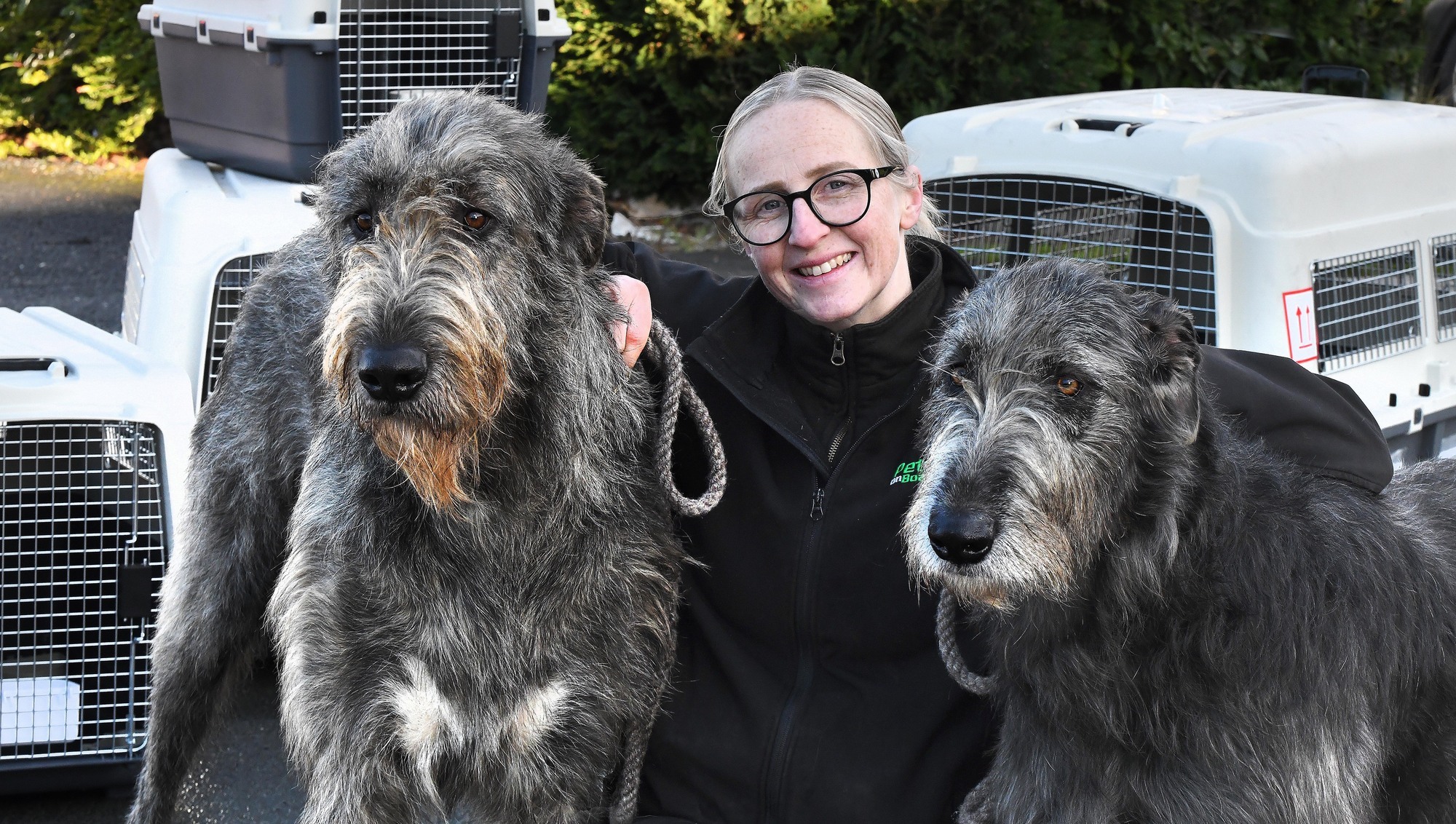 How pets cope with flying: The realities of animal travel explained by an expert