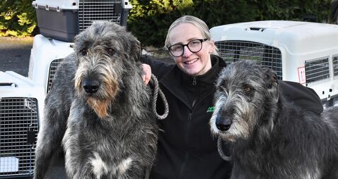How pets cope with flying: The realities of animal travel explained by an expert