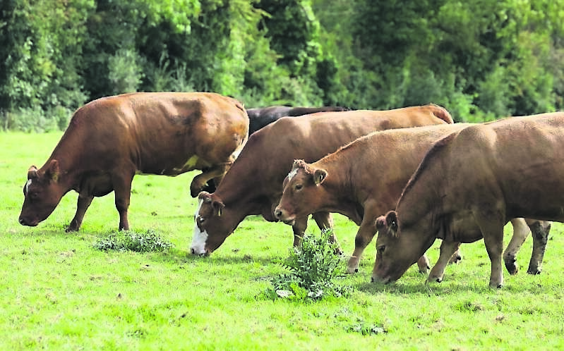 Paula Hynes: Why there will be no winner in the Bord Bia standoff