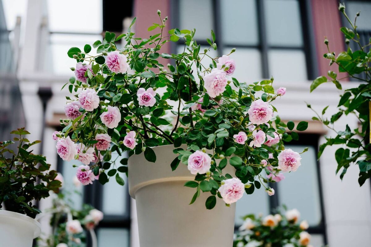 Purple rose 'Rainy Blue': A rose plant is often a good choice as a Valentine's gift, says Peter Dowdall. File picture