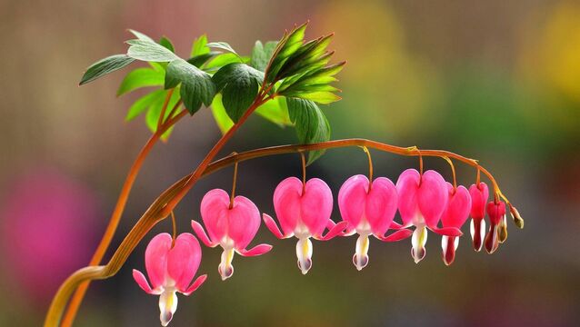 <p>Bleeding heart or dicentra is an apt choice for Valentine's Day, says Peter Dowdall. File picture</p>