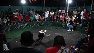 <p>People attend a cockfight during holidays in the San Juan de Micay village in Micay Canyon, a mountainous area and Central General Staff (EMC) stronghold in Cauca Department, southwestern Colombia. Pic: RAUL ARBOLEDA/AFP via Getty Images </p>