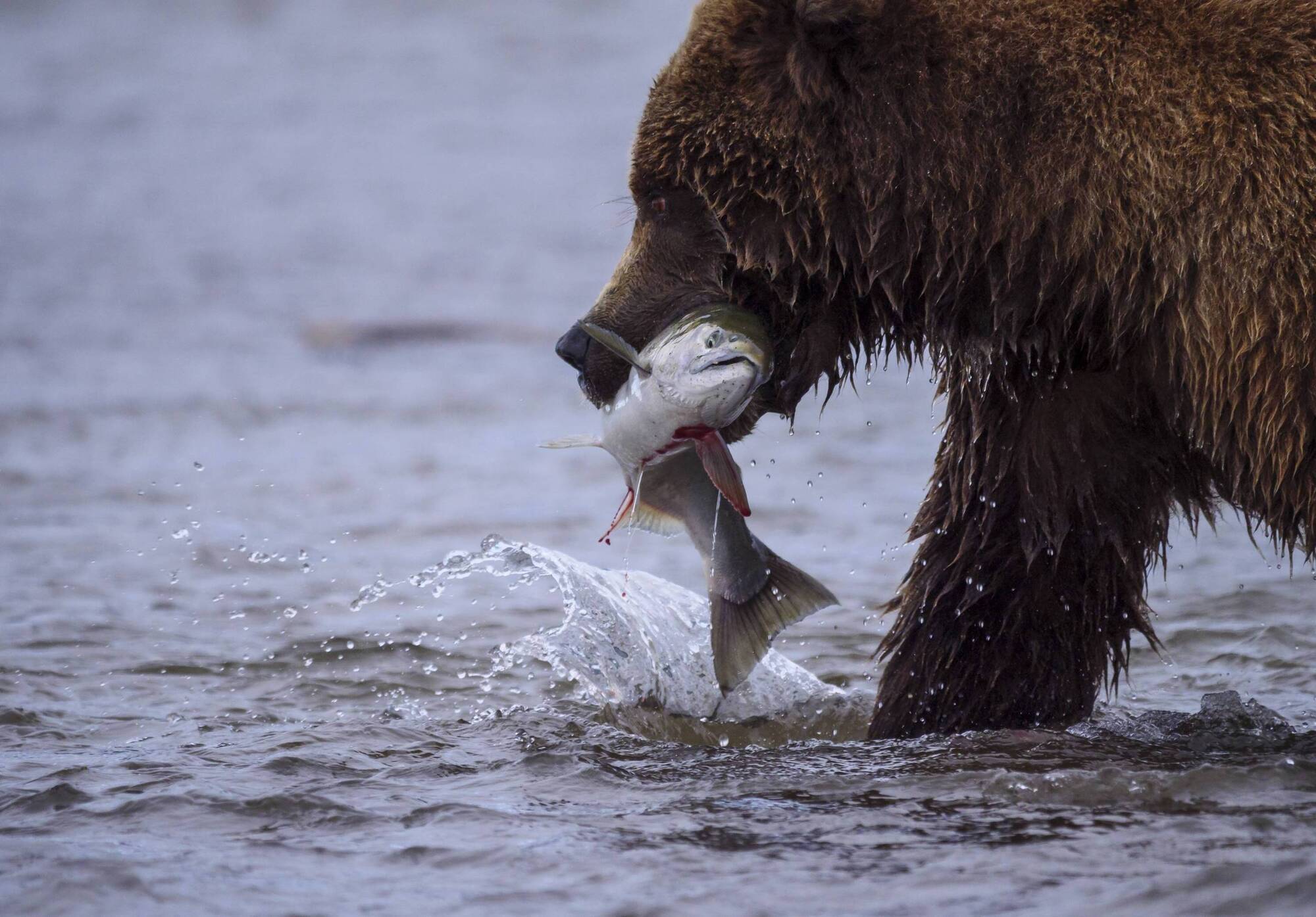 Salmon deaths and a tyre pollution trial