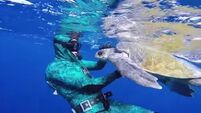 Florida woman arrested over riding sea turtle claims