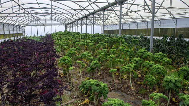 <p>One of Dr Doyle's first jobs is to establish the Horticulture Education Leadership Group. Picture Dan Linehan</p>