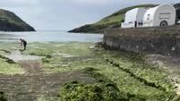 Cork council to carry out pilot project to prevent infestation of sea lettuce on the coast