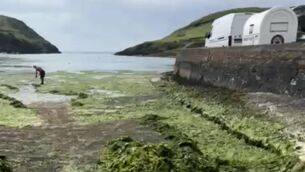 <p>Sea lettuce in Robert's Cove, County Cork. The infestation on beaches and slipways in the South-West has worsened in recent summers, primarily due to nitrate fertilizer sweeping off the land into seas which are getting warmer.</p>