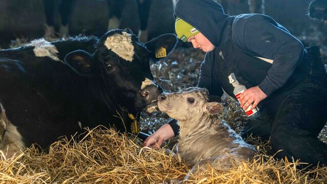 <p>Becky Hynes cleans off a newly born Charolais bull calf. Picture: Andy Gibson</p>